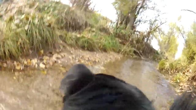 GoPro Doggy - Frolicking Dog смотреть онлайн