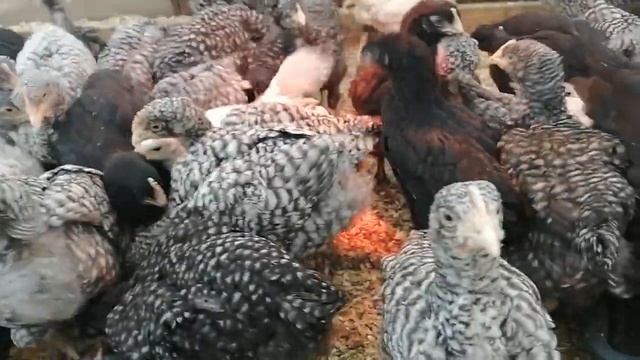 Утреннее кормление цыплят, Мехеленской кукушки и чёрно медного марана. смотреть онлайн