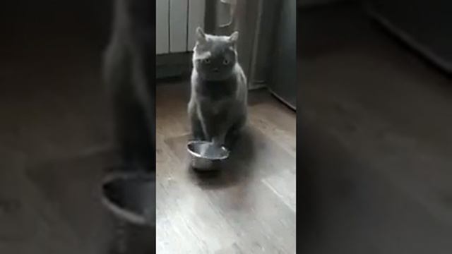 Безмолвный кот просит еды смотреть онлайн