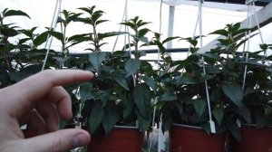 Фуксия НЕ БУДЕТ  СБРАСЫВАТЬ ЛИСТ После Этого!