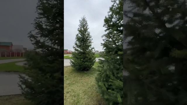 Стрижка елей обыкновенных. смотреть онлайн