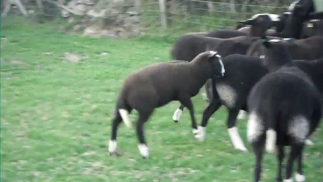 Dizzard Zwartbles смотреть онлайн