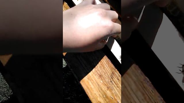 Как собрать мед у пчел смотреть онлайн