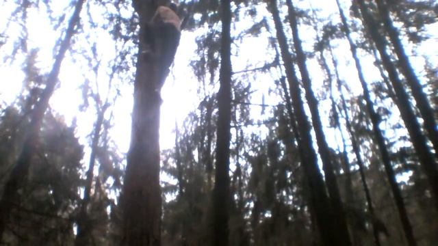 взобраться на дерево, использование упора ног смотреть онлайн