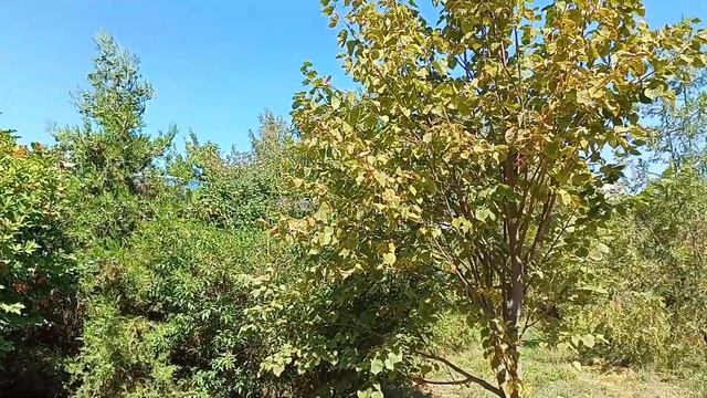 Радуга Русское поле Парк им. 300-летия Таганрога//Rainbow Russian Field Park in Taganrog смотреть онлайн