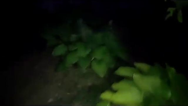 И снова Жуки-Олени, красивейшие представитель ли своего вида!!! смотреть онлайн