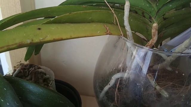 Ожеги,жёлтые пятна на листьях,Хищный клещ!Много деток Орхидей! смотреть онлайн