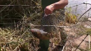 ЛОВЛЯ ТОЛСТОЛОБА НА ФИДЕР СО ДНА.