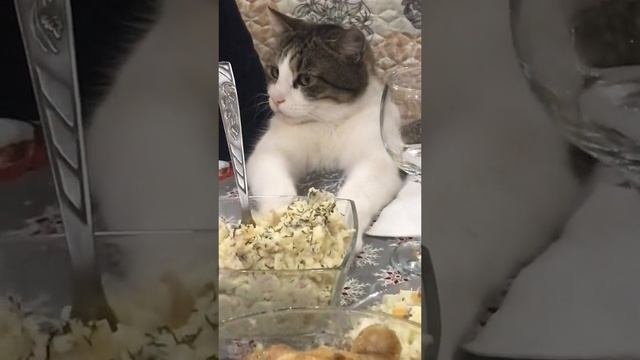 Поздравление кота) смотреть онлайн