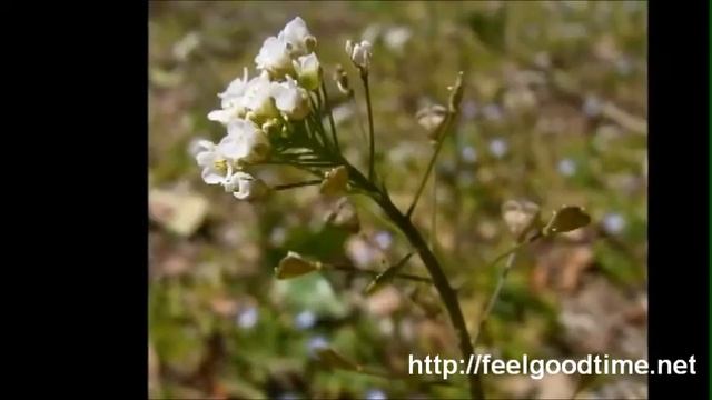 What is Capsella Bursa Pastoris, Shepherd's Purse смотреть онлайн