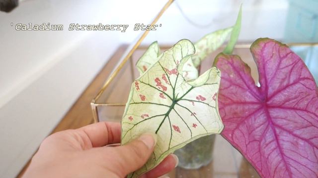 Plant Tour été 2020 🌿 Ma collection de plantes d’intérieur смотреть онлайн