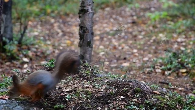 Белочки осень в Мурманске. Краски осени. смотреть онлайн