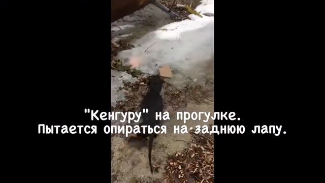 Такса. Ким. Отказали задние лапы. смотреть онлайн