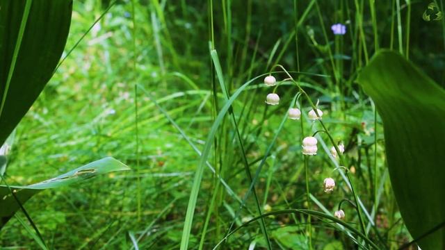 Лечебное пение лесных птиц |Лечение птичьим щебетом. Орнитотерапия. Звуки природы смотреть онлайн