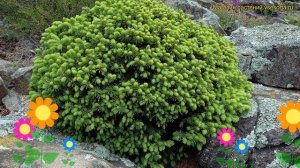Ель канадская Эхиниформис. Краткий обзор, описание характеристик picea glauca Echiniformis
