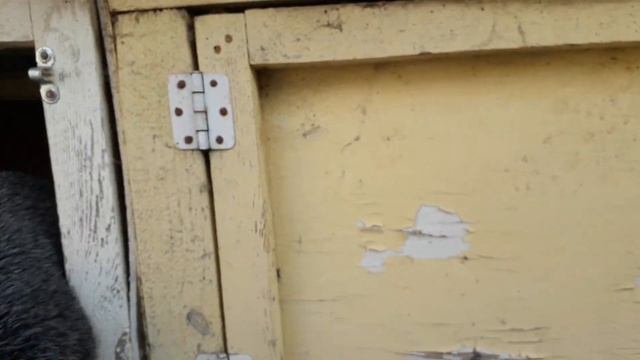 Кролиководство.Вздутие и диарея у крольчат,ваши действия. смотреть онлайн