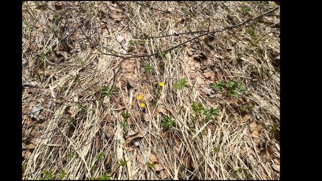 Прогулка на Выголи (Клинский р-н, Московская область)