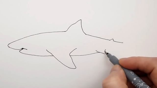 How to Draw a Shark Step by Step easy for beginners смотреть онлайн