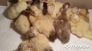 Индоутята. Кормление. А чем кормите утят Вы?