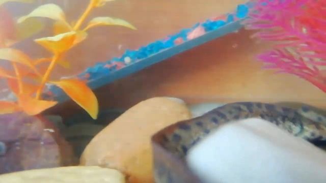 Линька Тритона