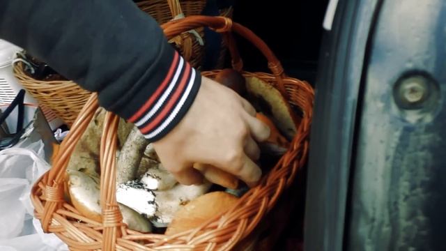 БЕЛОЕ БЕЗУМИЕ ? ЛЕС ЗАКИДАЛ НАС БЕЛЫМИ ГРИБАМИ. смотреть онлайн