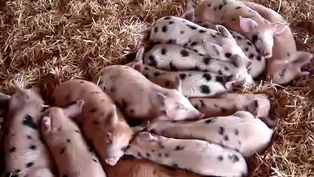 Свинята смотреть онлайн