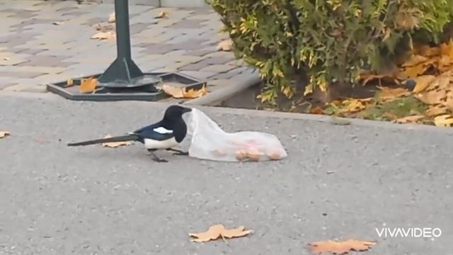 Сорока стащила пакет с угощениями? смотреть онлайн