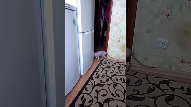 Сфинкс нагулял аппетит смотреть онлайн