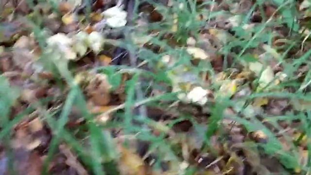 Прогулки в осеннем лесу смотреть онлайн