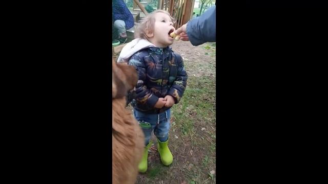 Завели курочек-несушек. Реакция детей. Кусочек нашего утра. смотреть онлайн