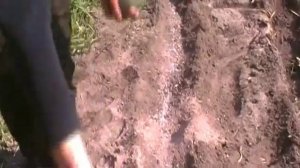 PROSTO-ZNAEM Как посадить картофель в песчаную почву