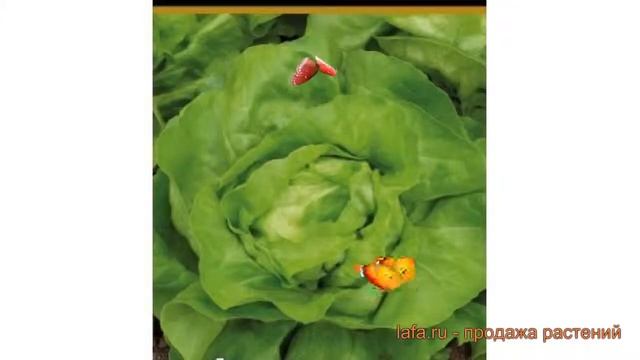 Салат обыкновенный Надин Агро Кочанный ? обзор: как сажать, семена салата Надин Агро Кочанный смотреть онлайн