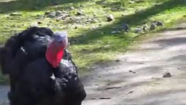 Калининградский зоопарк балтливый индюк смотреть онлайн