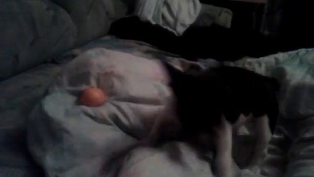 Собака и мандарин