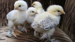 Разведение кур породы Брама как бизнес идея | Куры Брама