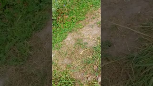 Крупный толстолобик смотреть онлайн