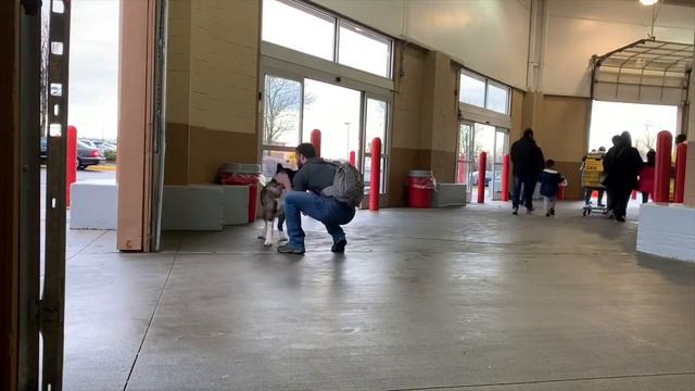 Tank 5 Month Old Akita Off Leash K9 Basic Obedience Dog Training NOVA | Unique смотреть онлайн