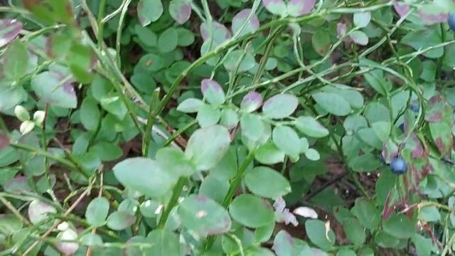 Черника - вкусная ягода. Как выглядит куст и сами плоды смотреть онлайн