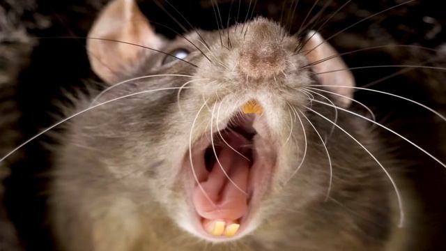 10 САМЫХ ОПАСНЫХ ВЕЩЕЙ ВОКРУГ НАС смотреть онлайн