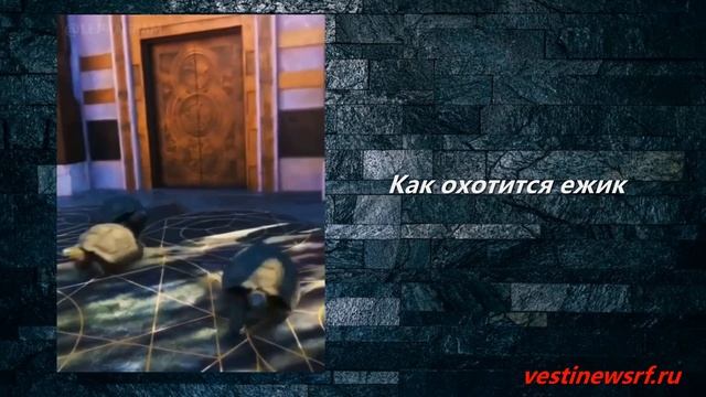 Черепахи умеют быстро бегать смотреть онлайн