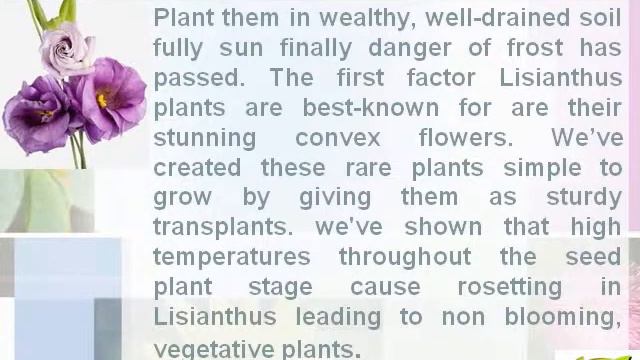 Lisianthus Flower смотреть онлайн