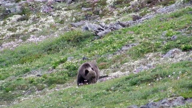 КОДАР. Животный мир. смотреть онлайн