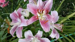 #лилия #Росселини  / Лилия ОТ-гибридная Росселини(лат. lilium OT-hybrid Rosselini). Краткий обзор