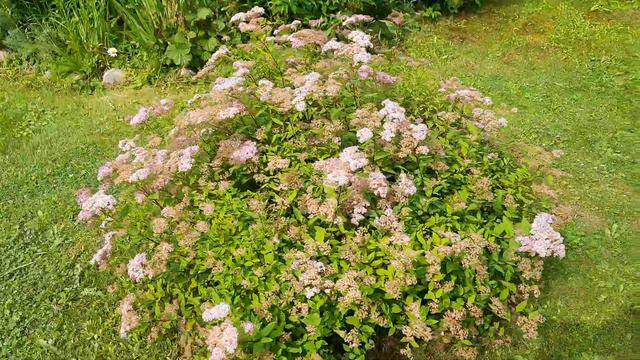 спирея цветёт смотреть онлайн