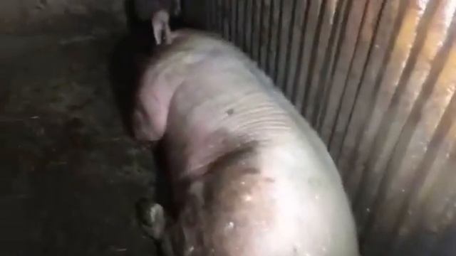 Продал свиней/// Макстер заболел смотреть онлайн