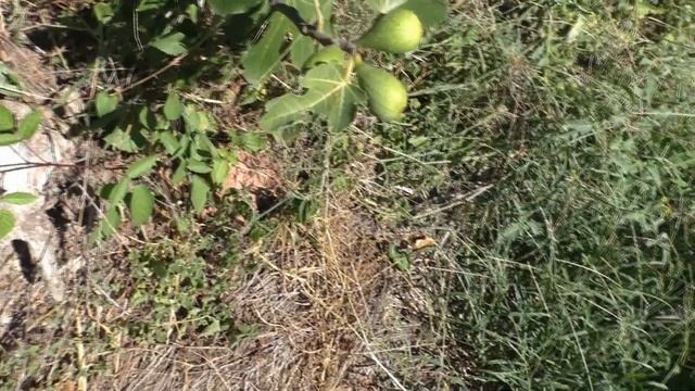 Инжир Далматский Коричневый основной урожай смотреть онлайн