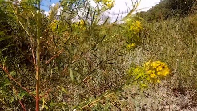 Желтые цветочки.Yellow flowers. смотреть онлайн