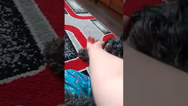 Собаки друзья человека смотреть онлайн