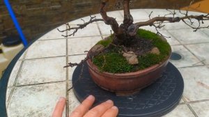 Почему бонсай сушит ветки? Бонсай из вяза. Как избежать высушивания веток бонсай?