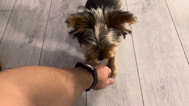 оркширский терьер 5 простых команд в 6 месяцев смотреть онлайн